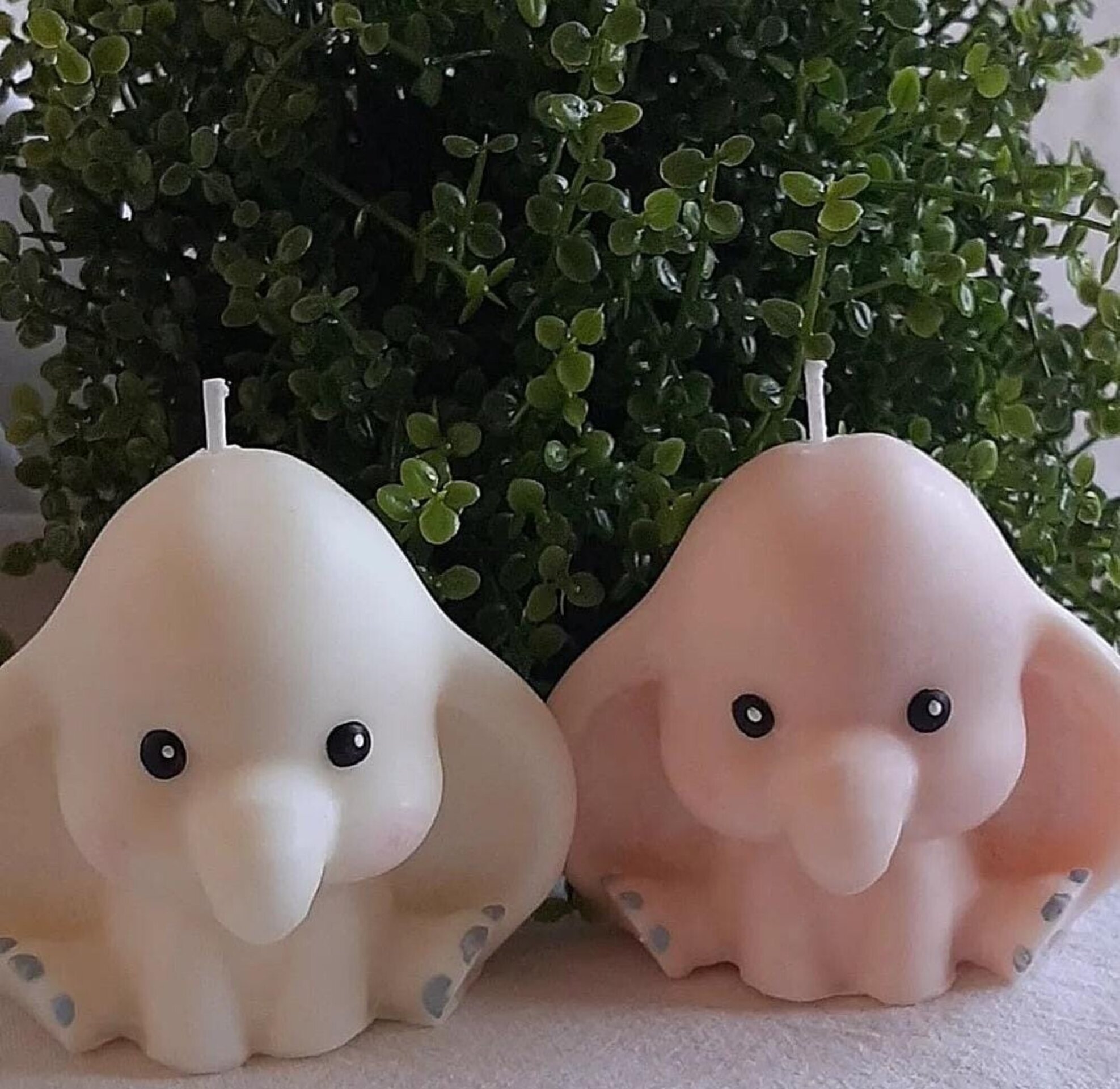 Vela elefante - 4