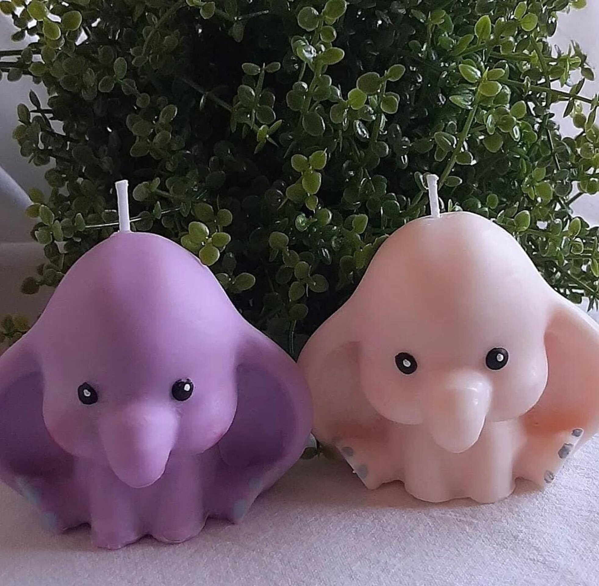 Vela elefante - 3