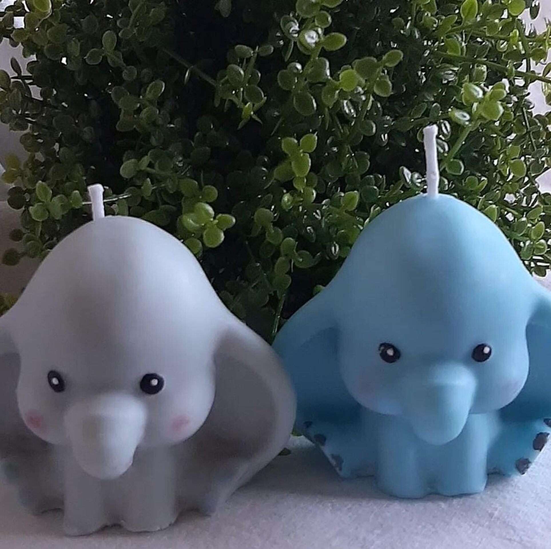 Vela elefante - 2