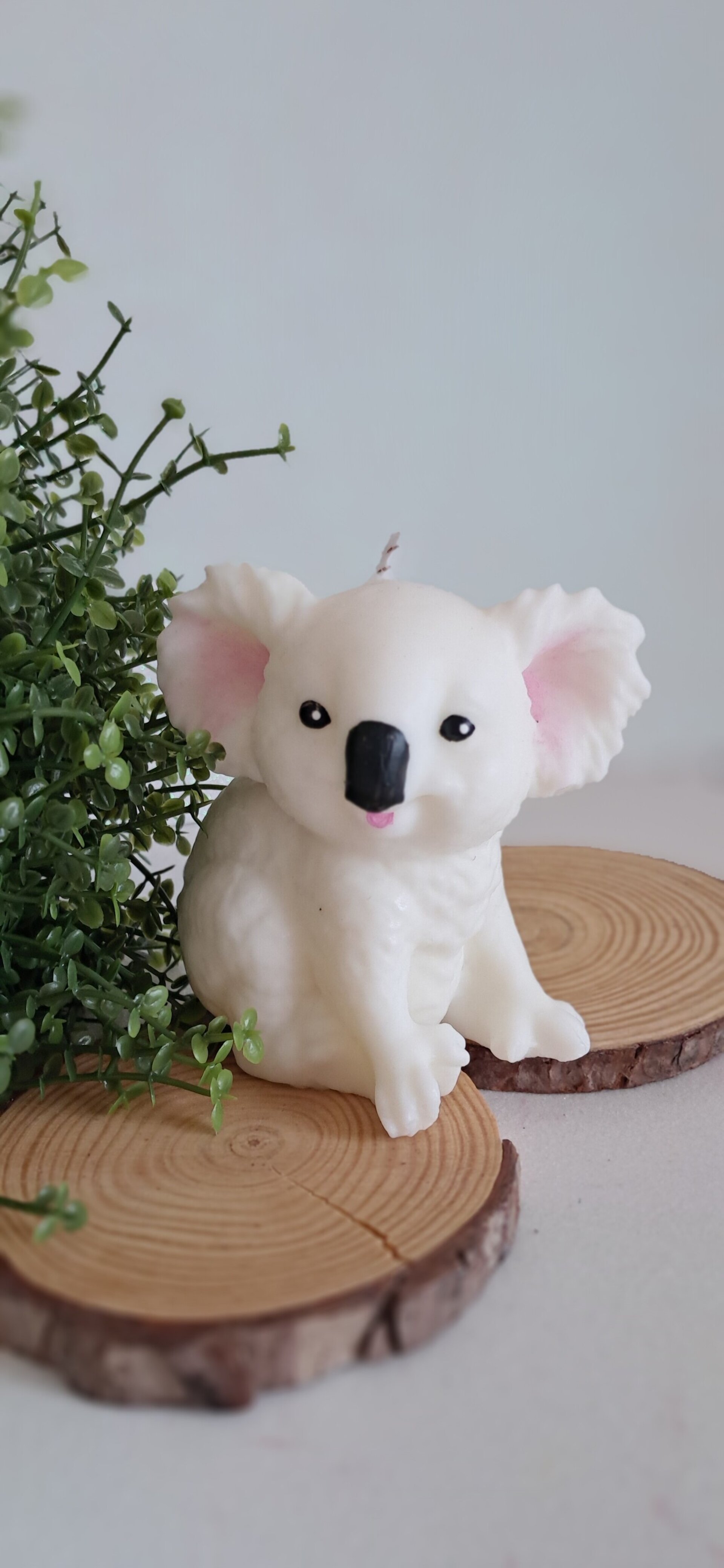 Vela Koala - 2