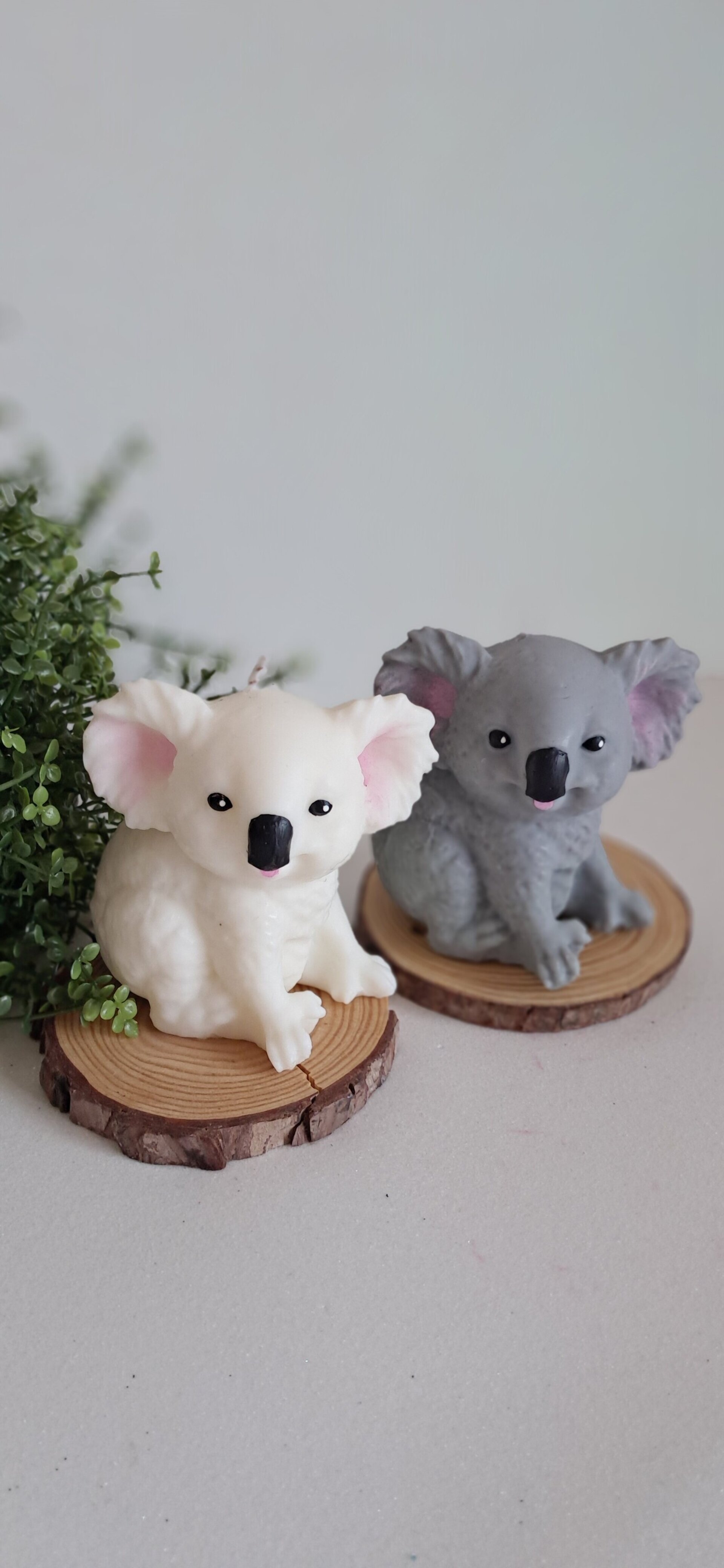 Vela Koala - 3